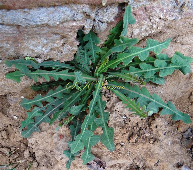  Basal Leaves